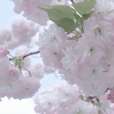 Furry创作思路分享兽圈群